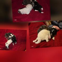 Girl 1 - Black white and tan female Shetland Sheepdog puppy in Greenfield, Ohio from Kayla's Shelties