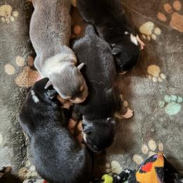 American Corgi puppies from KnR Antler Dogs