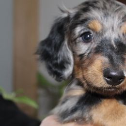 Dachshunds from Michael's Dachshunds