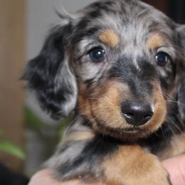 Dachshunds from Michael's Dachshunds