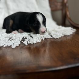Waylon Jennings - Black tri-color male Australian Shepherd puppy in Iowa from Burkhart Family Puppies