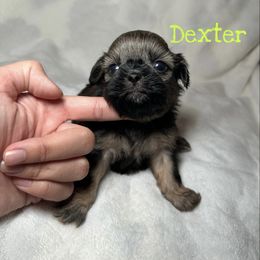 Dexter - Sable male Shih Tzu puppy in California from Fairy Tails Shih Tzus CA