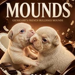 Mounds - Tricolors female French Bulldog puppy in Boyne City, Michigan from Gichigami French Bulldogs