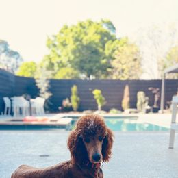 Teddy - Poodle