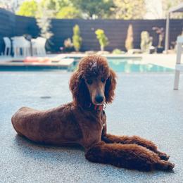 Teddy - Poodle