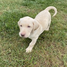 Labrador Retriever Puppies from North Trail Retrievers