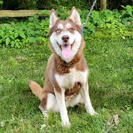 Dakota - Siberian Husky