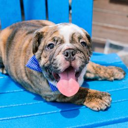 Bulldog Puppies from CARRIE FARRELL