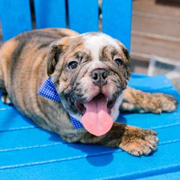 Bulldog Puppies from CARRIE FARRELL