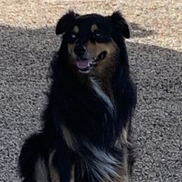 Dually - Australian Shepherd