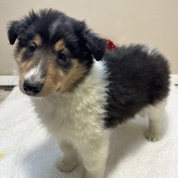 Angel - Black white and tan Collie puppy in Waterville, Iowa from Lisa’s Lassies