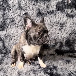 Megan - French Bulldog