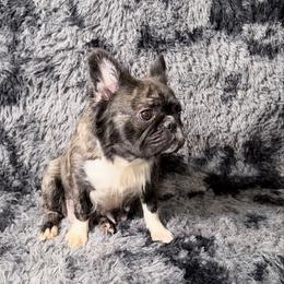 Megan - French Bulldog