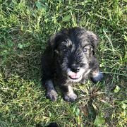 Standard Schnauzer Puppies from Highbrow Standard Schnauzers