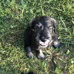 Standard Schnauzer Puppies from Highbrow Standard Schnauzers
