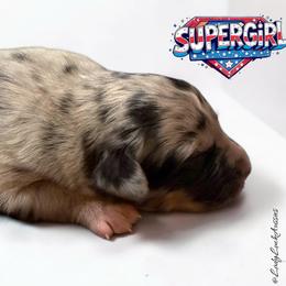 SUPERGIRL-Blue Merle Female - Blue merle female Australian Shepherd puppy in Gainesville, Texas from Lady Luck Aussies