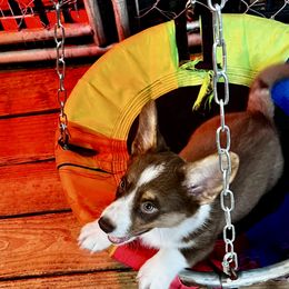 Salty( I'm going to call him Toby Keith ) - Liver and white male Cardigan Welsh Corgi puppy in Crystal River, Florida from Coopers Korner