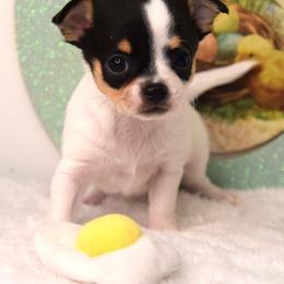 Patty - Black and white female Chihuahua puppy in Clinton, Missouri from RockyTop Hearts