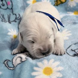 Blue - Light golden male Golden Retriever puppy in Tylertown, Mississippi from Southern Paws, LLC