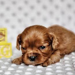 Boy 1 - Ruby male Cavalier King Charles Spaniel puppy in Pennsylvania from Breezy Valley Siberians