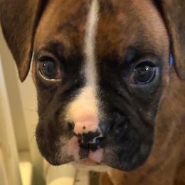 Boxer puppies from KCF Boxers
