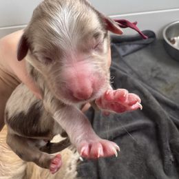 Cherry - Red merle female Australian Shepherd puppy in Columbia Falls, Montana from Firefly Horse Co Wellness Retreat Center