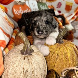 Nutty buddy - Merle male Goldendoodle puppy in Greensboro, Georgia from B’s Doodles