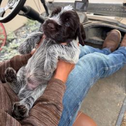Canyon - Brown and gray male Wirehaired Pointing Griffon puppy in California from Rocking S Griffons