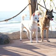 Kishu Ken puppies from Ourou Sou