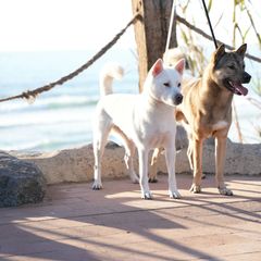 Kishu Ken puppies from Ourou Sou