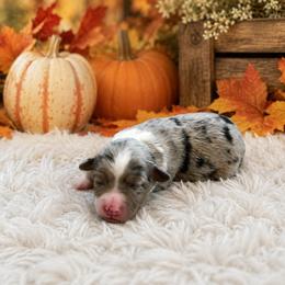 Della - Blue merle female Miniature Australian Shepherd puppy in Louisville, Mississippi from Kristy’s Kennels