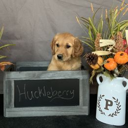 Golden Retriever Puppies from KP Golden Retrievers