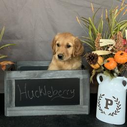 Golden Retriever Puppies from KP Golden Retrievers