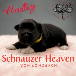 Hadley AKC - Black female Miniature Schnauzer puppy in Pelzer, South Carolina from Schnauzer Heaven Von Longbach