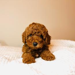 Everest - Petite Size - Red  male Goldendoodle puppy in Elizabethtown, Kentucky from Reddy Poodles & Doodles