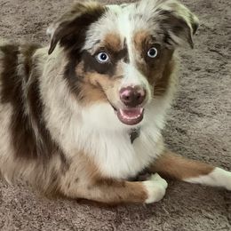 Miniature American Shepherds from TnT Miniature American Shepherds