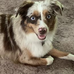 Miniature American Shepherds from TnT Miniature American Shepherds