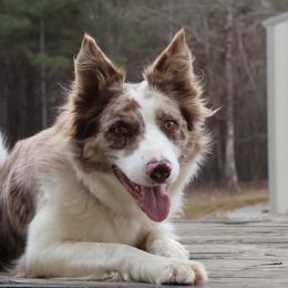 Dallas - Border Collie