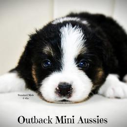 Sexy - Black tri-color male Australian Shepherd puppy in Ranger, Texas from Outback Mini Aussies