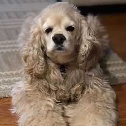 sunny - Cocker Spaniel
