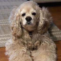 sunny - Cocker Spaniel