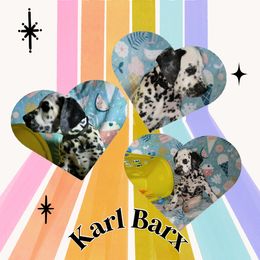 Karl Barx - White and black male Dalmatian puppy in Euless, Texas from 101 Dew Dream Valley Dalmatians