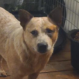 Kita - Australian Cattle Dog