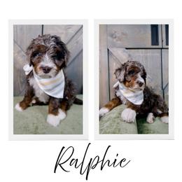 Ralphie - GORGEOUS - Tri Merle - Merle male Bernedoodle puppy in Bowling Green, Ohio from Windy Creek Doodles