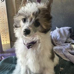 Boy 1 Jackson - Chinese Crested puppy from Ambush Kennel