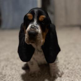 Sam - Basset Hound