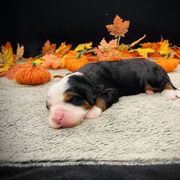 Emily - Tri-color female Bernedoodle puppy in Idaho from Bernese By Barzees