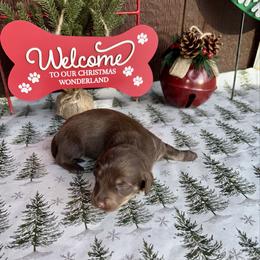 Lilly's Puppy 1 Male - Chocolate and tan male Dachshund puppy in Rattan, Oklahoma from Burgett’s Barnyard Dachshunds
