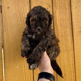 Oakley - Black male Bernedoodle puppy in California from Wild Roots Doodles