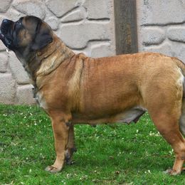 Maia - Mastiff